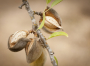 The new politics of the California almond